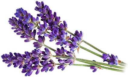 Pure Lavender Essential Oil Massage Oil for Deep Tissue Massage Therapy Blended with Jojoba Oil and Other Rich Oils and Natural Bulk Lavender Massage Oil - 32 Ounces - Cocojojo