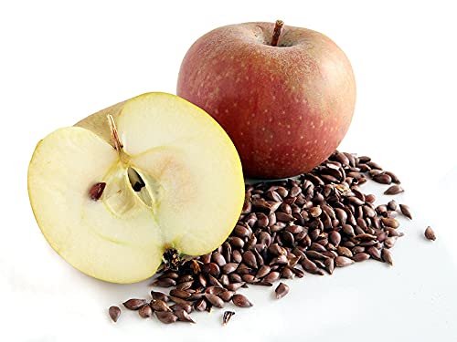 cocojojo Apple Seed Oil - Pure Natural Unrefined 8 oz Extra Virgin Cold Pressed for Face Skin Hands Hair Nails Body Breakouts Pyrus Malus