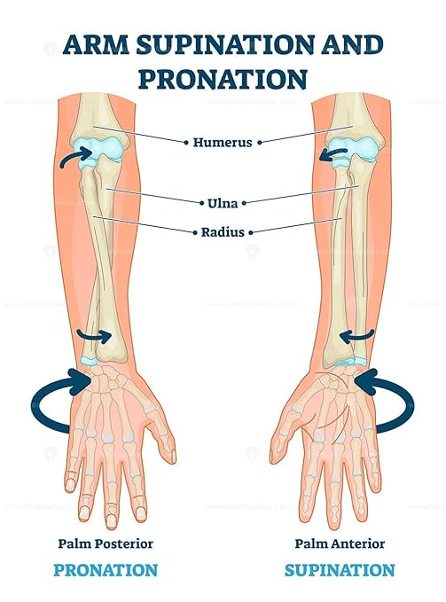 Rolyan Pronation & Supination Wheel, 2 Pound Weighted Wheel Training Device for Motor Control and Mobility, Hand & Arm Trainer for Forearm and Shoulder Surgery Recovery & Rehabilitation